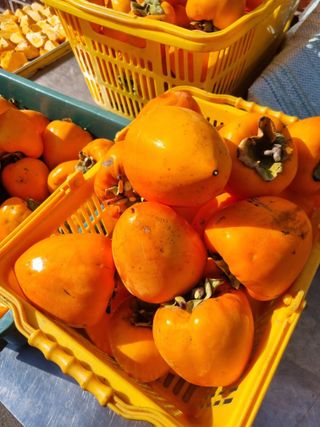 김용대님의 감 · 영농일지 작성글 사진