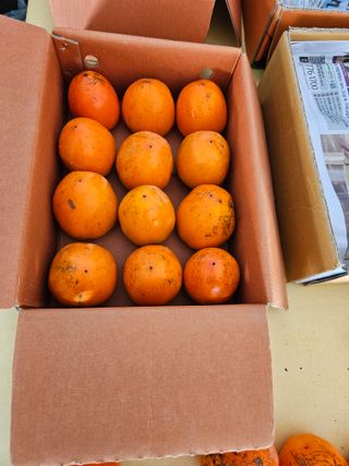 허영욱 님의 기타작물 · 영농일지 작성글 사진