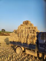 김저팔계님의 작성글 사진