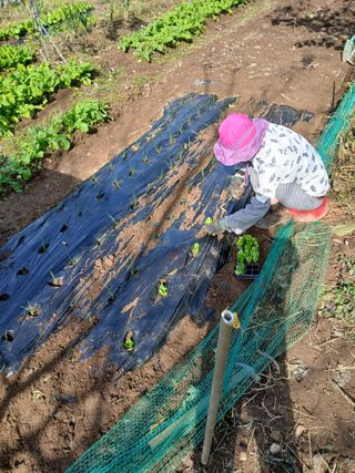 향양농장 사랑합니다님의 양파 · 영농일지 작성글 사진