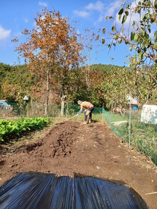 향양농장 사랑합니다님의 시금치 · 영농일지 작성글 사진