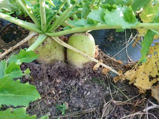 양동사랑 님의 사과 · 영농일지 작성글 사진