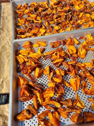 김용대님의 감 · 영농일지 작성글 사진