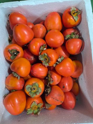 황만달님의 기타작물 · 영농일지 작성글 사진