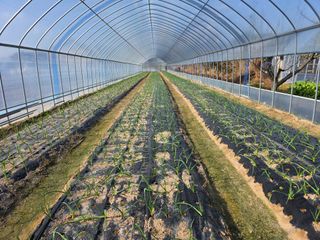 아침못자연농원님의 마늘 · 영농일지 작성글 사진