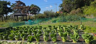 하늘사랑 님의 배추 · 영농일지 작성글 사진