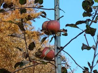 양동사랑 님의 사과 · 영농일지 작성글 사진