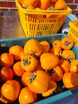 김용대님의 감 · 영농일지 작성글 사진