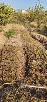 팜모닝 기타작물·영농일지 게시글 이미지