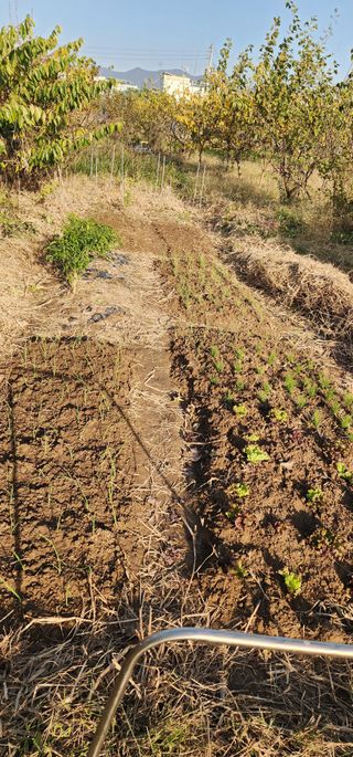 황동 여순모님의 기타작물 · 영농일지 작성글 사진