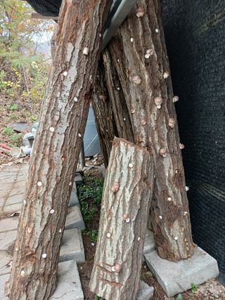 법당골길 우대영님의 기타작물 · 영농일지 작성글 사진