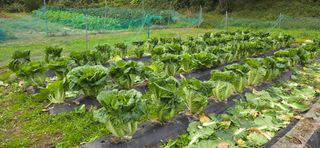 하늘사랑 님의 배추 · 영농일지 작성글 사진