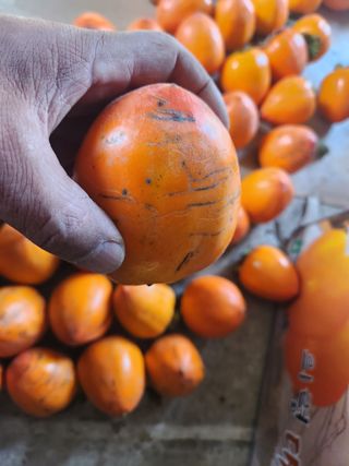 김재현님의 감 · 영농일지 작성글 사진