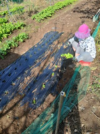 향양농장 사랑합니다님의 양파 · 영농일지 작성글 사진