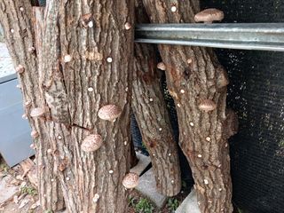 법당골길 우대영님의 기타작물 · 영농일지 작성글 사진