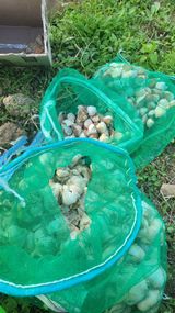 팜모닝 마늘·영농일지 게시글 이미지