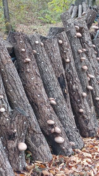 박준권님의 버섯 · 영농일지 작성글 사진