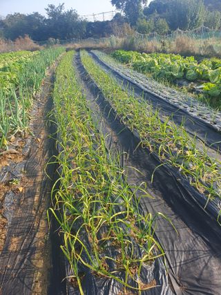 양파12861님의 배추 · 영농일지 작성글 사진