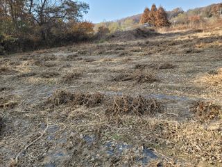 신승철님의 콩 · 영농일지 작성글 사진