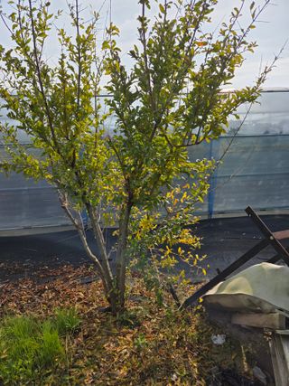 황만달님의 기타작물 · 영농일지 작성글 사진