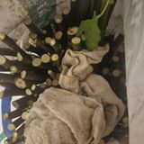 팜모닝 기타작물·영농일지 게시글 이미지