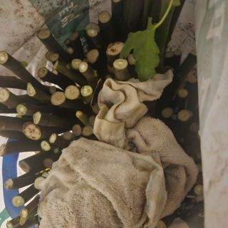 이주환님의 기타작물 · 영농일지 작성글 사진