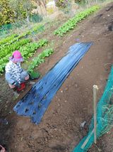 팜모닝 양파·영농일지 게시글 이미지