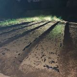 팜모닝 마늘·영농일지 게시글 이미지