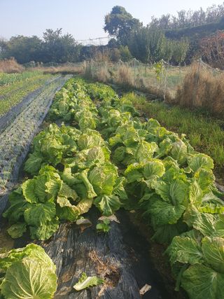 양파12861님의 배추 · 영농일지 작성글 사진