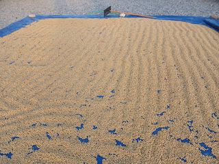 최남옥님의 기타작물 · 영농일지 작성글 사진