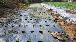 월굴리이승재님의 양파 · 영농일지 작성글 사진