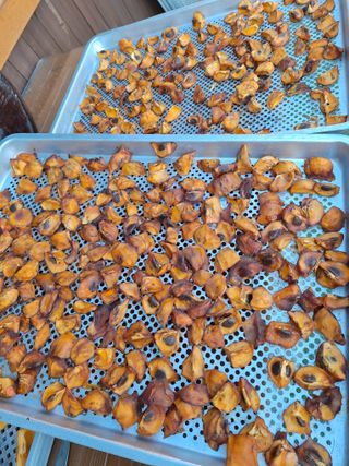 정도영님의 기타작물 · 영농일지 작성글 사진