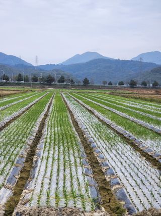 박종권님의 마늘 · 영농일지 작성글 사진