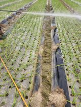 팜모닝 마늘·영농일지 게시글 이미지