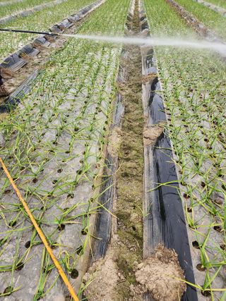 박종권님의 마늘 · 영농일지 작성글 사진