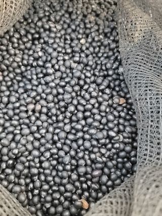 신승철님의 콩 · 영농일지 작성글 사진