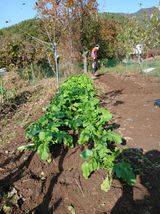 팜모닝 시금치·영농일지 게시글 이미지