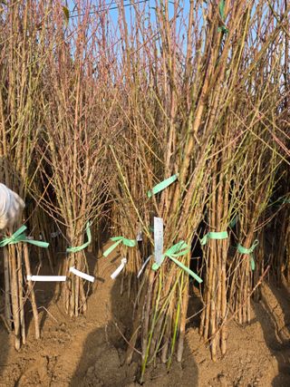 김정훈님의 복숭아 · 영농일지 작성글 사진