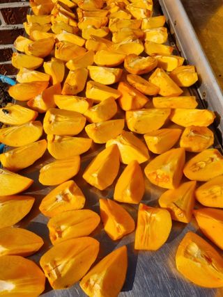 김용대님의 감 · 영농일지 작성글 사진