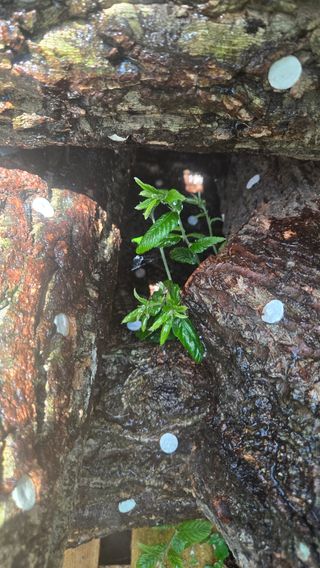 박상준님의 버섯 · 영농일지 작성글 사진