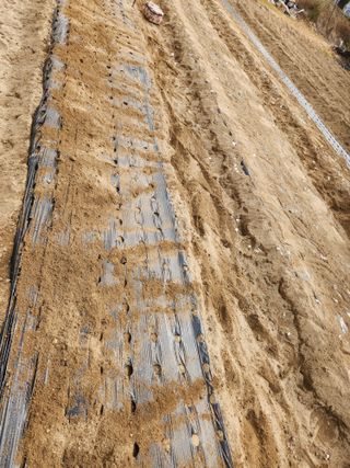 gksfid1112님의 마늘 · 영농일지 작성글 사진