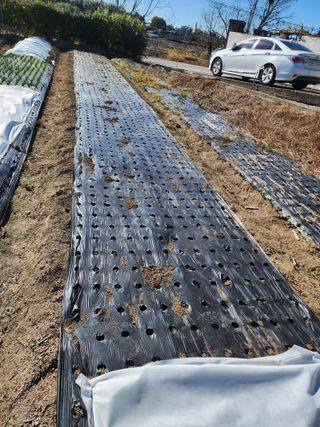 강동신님의 파 · 영농일지 작성글 사진