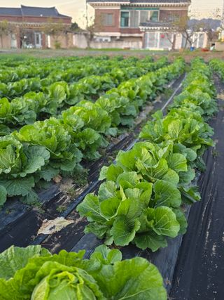 박용열조물주님 님의 고추 · 영농일지 작성글 사진