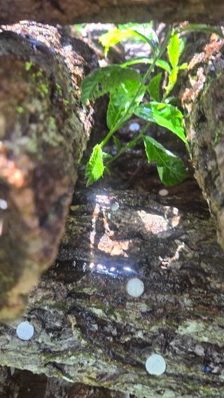 박상준님의 버섯 · 영농일지 작성글 사진