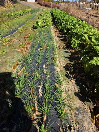 행운아님의 기타작물 · 영농일지 작성글 사진