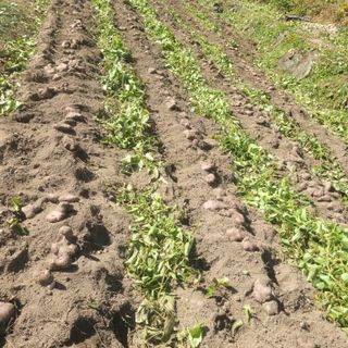 김선순(공룡자색마)님의 기타작물 · 영농일지 작성글 사진