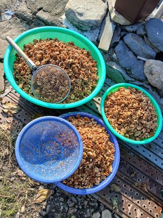 꽂다지님의 기타작물 · 영농일지 작성글 사진