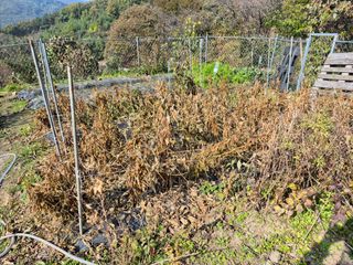 이준영님의 기타작물 · 영농일지 작성글 사진