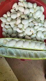 팜모닝 기타작물·영농일지 게시글 이미지