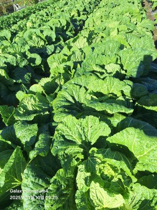 (복조리농장)김찬두님의 배추 · 영농일지 작성글 사진